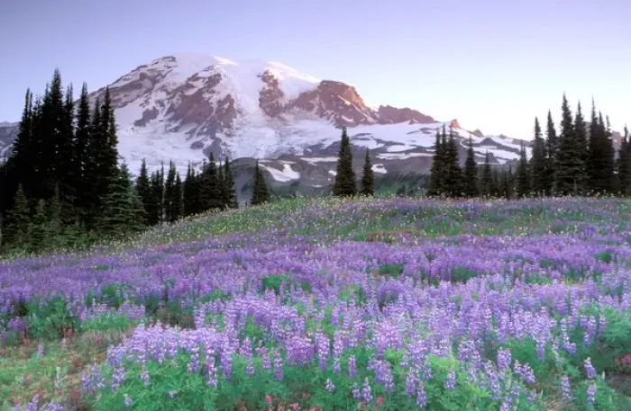 Framed Print : North America, USA, Washington State, Mount Rainier National Park. Mount Rainier Framed Print : North America, USA, Washington State, Mount Rainier National Park. Mount Rainier