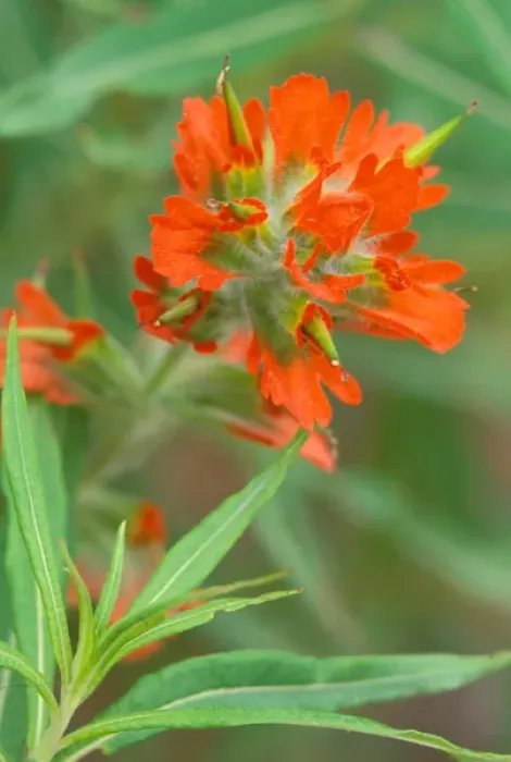 Framed Print : North America, USA, Washington State, Olympic National Park. Scarlet Paintbrush