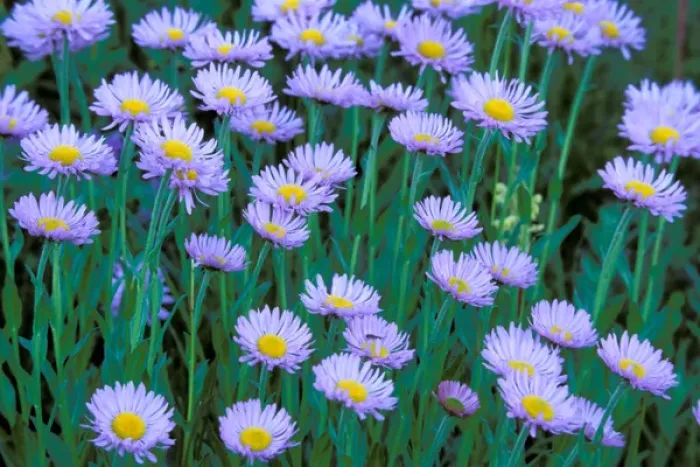 Framed Print : North America, USA, Washington State, Mount Rainier National Park. Mountain Daisies