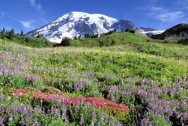 North America, USA, Washington State, Mount Rainier National Park. Mount Rainier