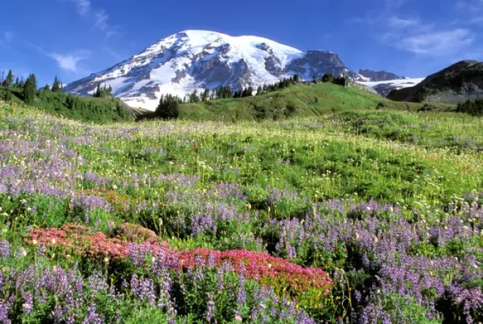 Framed Print : North America, USA, Washington State, Mount Rainier National Park. Mount Rainier