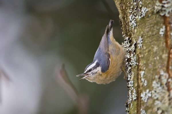 North America, USA, Washington State, Red-brested Nuthatch, female