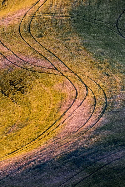 North America; USA; Washington State; Palouse Region;s curve in Wheat Field