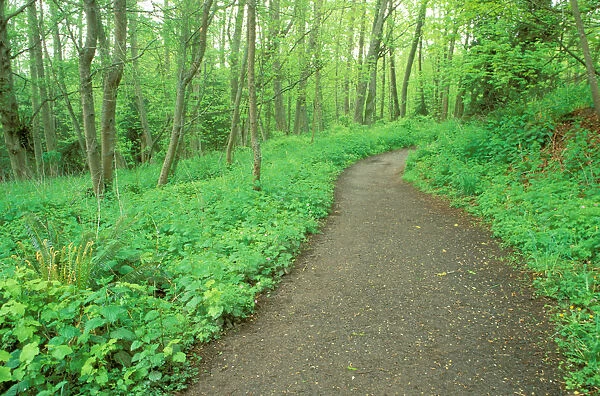 North America, USA, Washington State, Seattle. Loop trail at Discovery Park