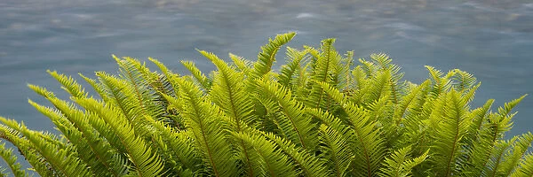 North America, USA, Washington. Detail of Sword Fern (Polystichum munitum), Hoh Rain Forest