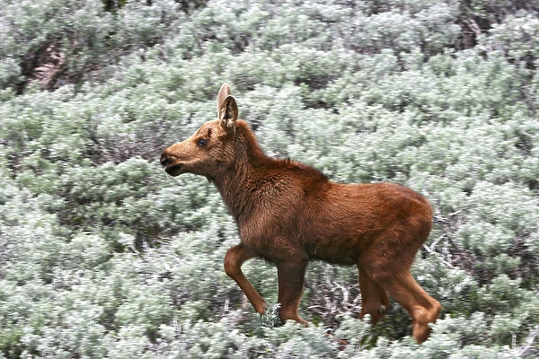 North America, USA, Wyoming, Bighorn Mountains, calf moose (Alces alces) in sagebrush