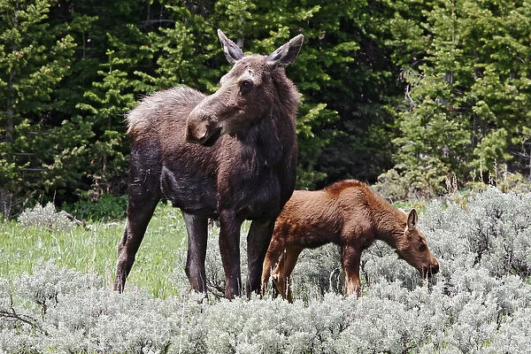 North America, USA, Wyoming, Bighorn Mountains, moose (Alces alces) cow and calf feeding in meadow
