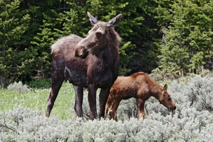 Framed Print : North America, USA, Wyoming, Bighorn Mountains, moose (Alces alces) cow and calf feeding in meadow