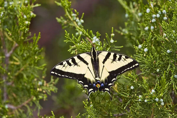 North America, USA, Wyoming, Bighorn National Recreation Area, Western Tiger Swallowtail