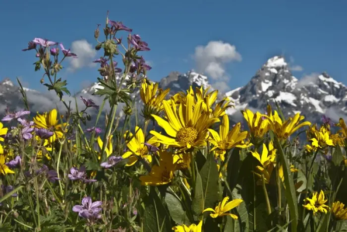 Framed Print : North America, USA, Wyoming, Grand Teton National Park. Mules Ear (Wyethia sp Framed Print : North America, USA, Wyoming, Grand Teton National Park. Mules Ear (Wyethia sp