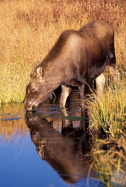 North America, USA, Wyoming, Grand Teton NP, Moose calf (Alces alces)