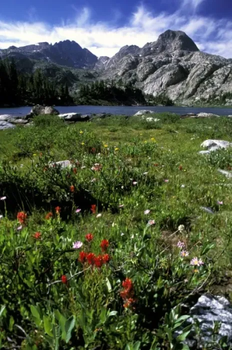 Framed Print : North America, USA, Wyoming, Jim Bridger Wilderness. Wild flowers in the Wind River Framed Print : North America, USA, Wyoming, Jim Bridger Wilderness. Wild flowers in the Wind River