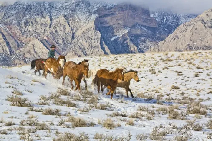 Framed Print : North America; USA, Wyoming; Shell, Big Horn Mountains: Horse Drive Through the Snow