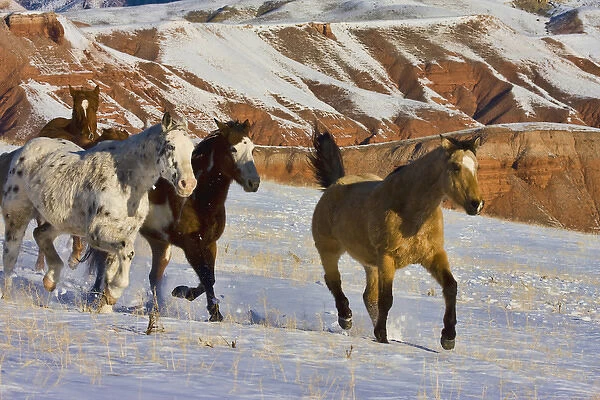 North America; USA; Wyoming; Shell; Big Horn Mountains; Horses Running in The Snow