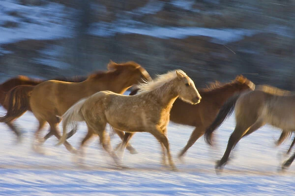 North America; USA; Wyoming; Shell; Big Horn Mountains; Horses running in The Snow
