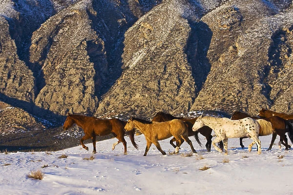 North America; USA; Wyoming; Shell; Big Horn Mountains; Horses Running in the Snow