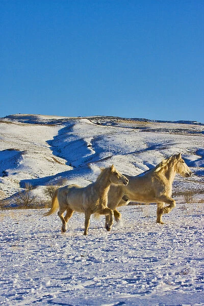 North America; USA; Wyoming; Shell; Big Horn Mountains; Horses running in The Snow