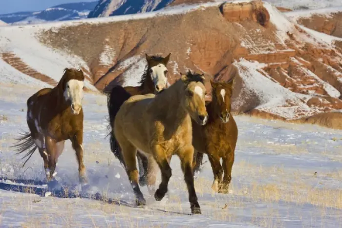 Framed Print : North America; USA; Wyoming; Shell; Big Horn Mountains; Horses Running in The Snow