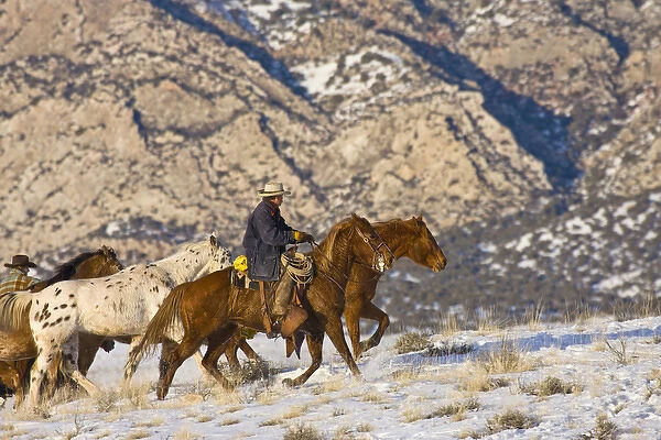 North America; USA; Wyoming; Shell; Cowboy Hearding Horses Running in Snow; (MR)