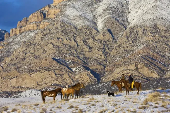 Framed Print : North America; USA; Wyoming; Shell; Cowboy and Cowgirl on Horses watching Heard in the Snow Framed Print : North America; USA; Wyoming; Shell; Cowboy and Cowgirl on Horses watching Heard in the Snow