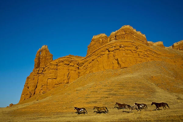 North America; USA; Wyoming; Shell; Heard of Horses Running along the Red Rock hills