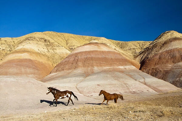 North America; USA; Wyoming; Shell; Heard of Horses Running along the Painted Hills of