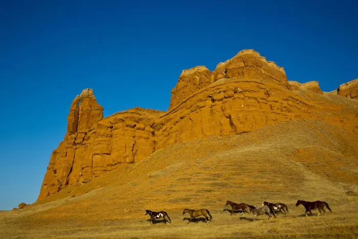 Framed Print : North America; USA; Wyoming; Shell; Heard of Horses Running along the Red Rock hills Framed Print : North America; USA; Wyoming; Shell; Heard of Horses Running along the Red Rock hills