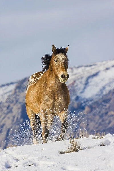 North America; USA; Wyoming; Shell; Horse Running in Snow
