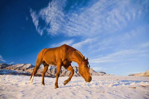 North America; USA; Wyoming; Shell; Horse Running in Snow
