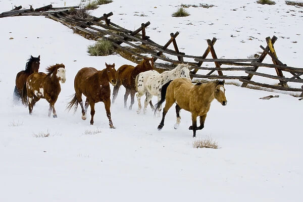 North America; USA; Wyoming; Shell; Horses Running in Snow