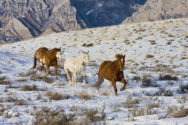 North America; USA; Wyoming; Shell; Horses Running in Snow