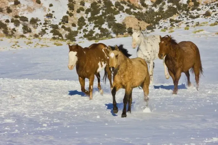 Framed Print : North America; USA; Wyoming; Shell; Horses Running in Snow Framed Print : North America; USA; Wyoming; Shell; Horses Running in Snow