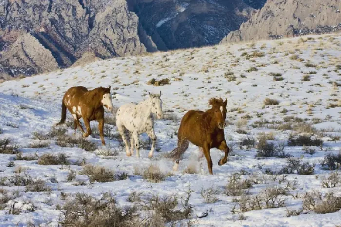 Framed Print : North America; USA; Wyoming; Shell; Horses Running in Snow Framed Print : North America; USA; Wyoming; Shell; Horses Running in Snow