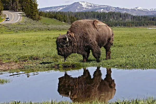 North America, USA, Wyoming, Yellowstone National Park, American Bison (Bison bison)