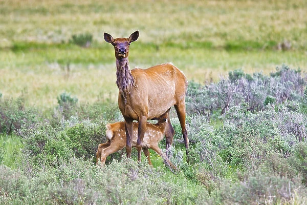 North America, USA, Wyoming, Yellowstone National Park, elk (Cervus elaphus) cow and nursing calf