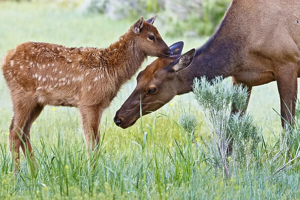North America, USA, Wyoming, Yellowstone National Park, elk (Cervus elaphus) cow licking calf