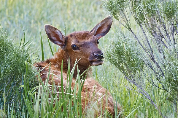 North America, USA, Wyoming, Yellowstone National Park, elk (Cervus elaphus) calf