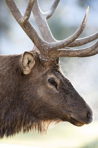 North America, USA, Wyoming, Yellowstone National Park. Bull Elk detail near Mammoth