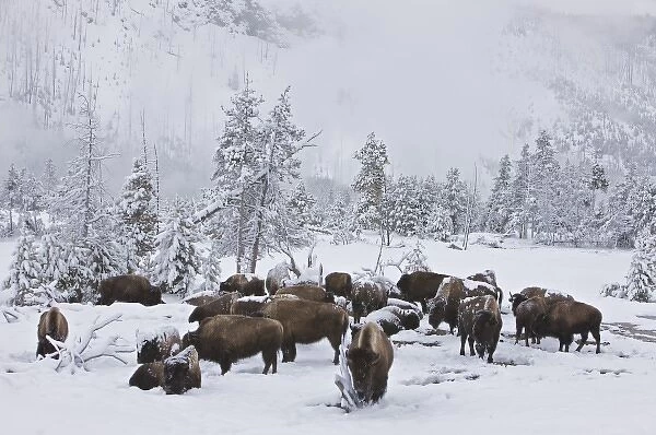 North America, USA, Wyoming, Yellowstone National Park. Bison herd
