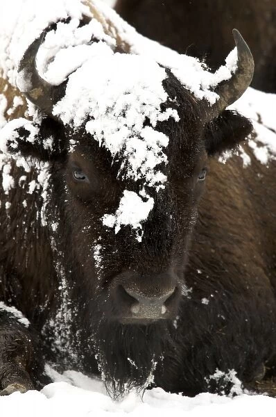 North America, USA, Wyoming, Yellowstone National Park. Bison portrait