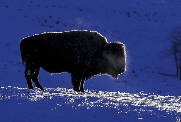 North America, USA, Wyoming, Yellowstone National Park. Bison (Bison bison)