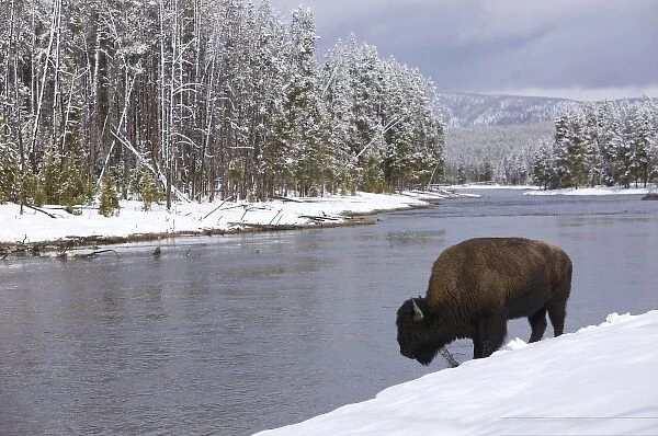 North America, USA, Wyoming, Yellowstone National Park. Bison beside a river