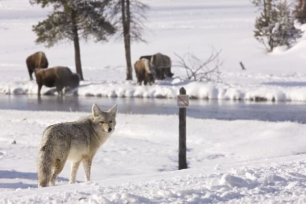 North America, USA, Wyoming, Yellowstone National Park. Coyote approaching a river with Bison