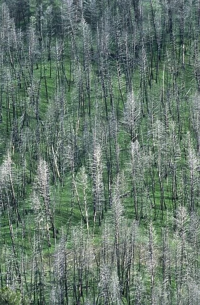 North America, USA, Wyoming, Yellowstone National Park. Trees in the spring after