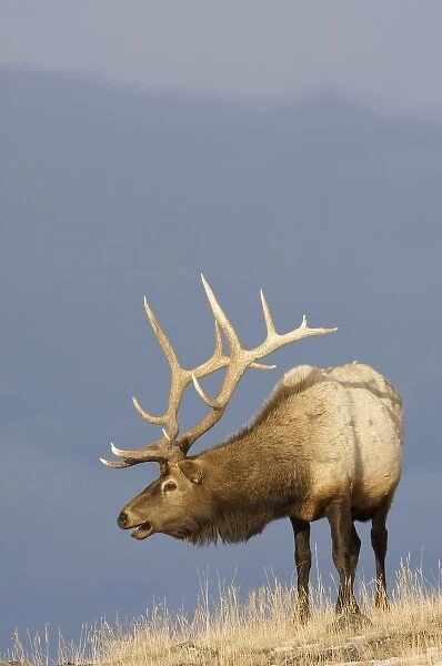 North America, USA, Wyoming, Yellowstone National Park. Bull Roosevelt Elk