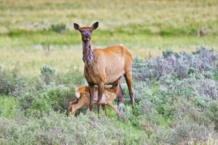Framed Print : North America, USA, Wyoming, Yellowstone National Park, elk (Cervus elaphus) cow and nursing calf Framed Print : North America, USA, Wyoming, Yellowstone National Park, elk (Cervus elaphus) cow and nursing calf