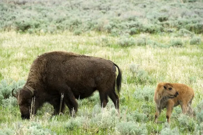 Framed Print : North America, USA, Wyoming, Yellowstone National Park. American Bison and calf