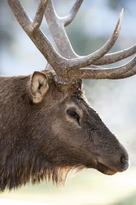 Framed Print : North America, USA, Wyoming, Yellowstone National Park. Bull Elk detail near Mammoth Framed Print : North America, USA, Wyoming, Yellowstone National Park. Bull Elk detail near Mammoth