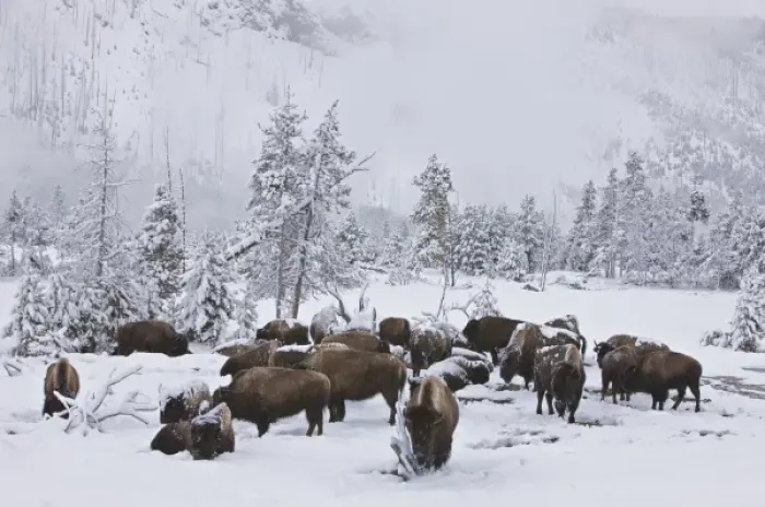 Framed Print : North America, USA, Wyoming, Yellowstone National Park. Bison herd