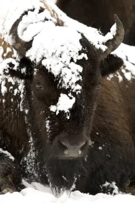 Framed Print : North America, USA, Wyoming, Yellowstone National Park. Bison portrait